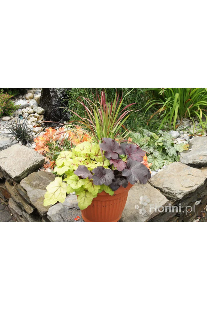 Zestaw nr 5 - barwne trio