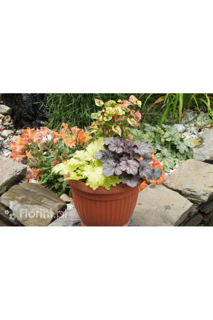 Zestaw nr 6 - tęczowa ekspresja