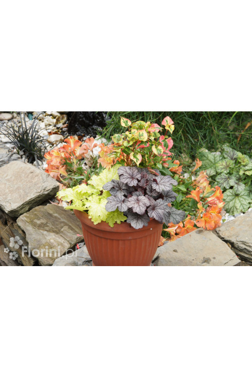 Zestaw nr 6 - tęczowa ekspresja