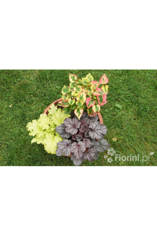 Zestaw nr 6 - tęczowa ekspresja