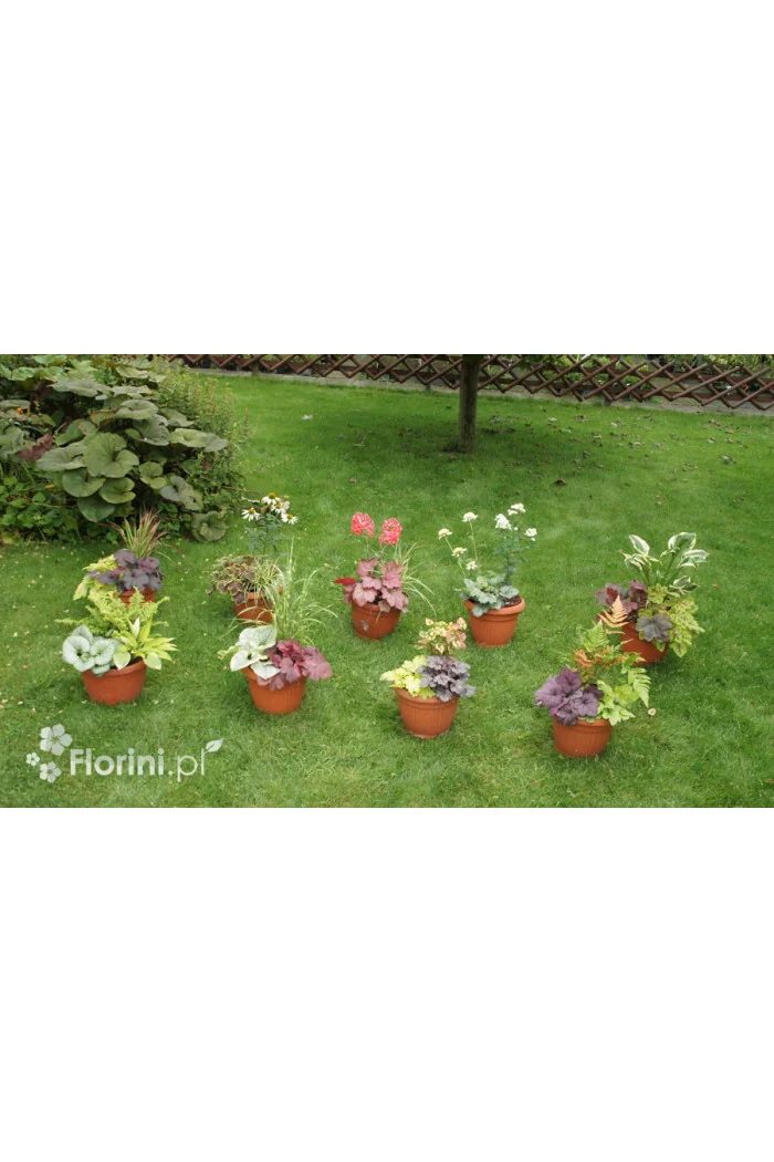 Zestaw nr 6 - tęczowa ekspresja