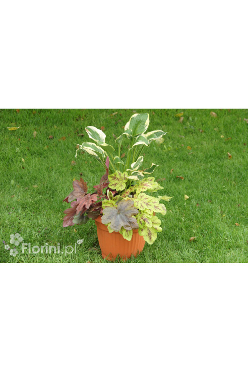 Zestaw nr 7 - kolorowy tercet