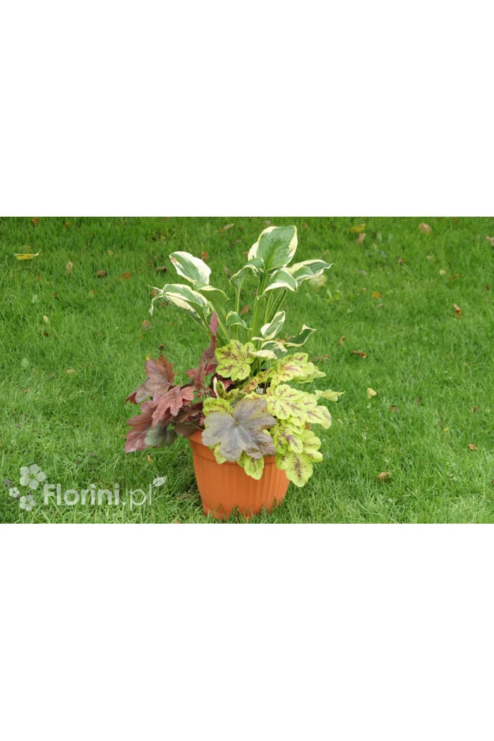 Zestaw nr 7 - kolorowy tercet