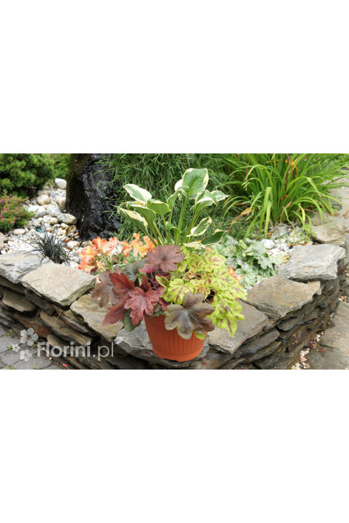 Zestaw nr 7 - kolorowy tercet