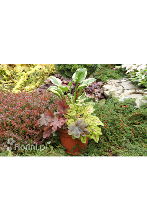 Zestaw nr 7 - kolorowy tercet