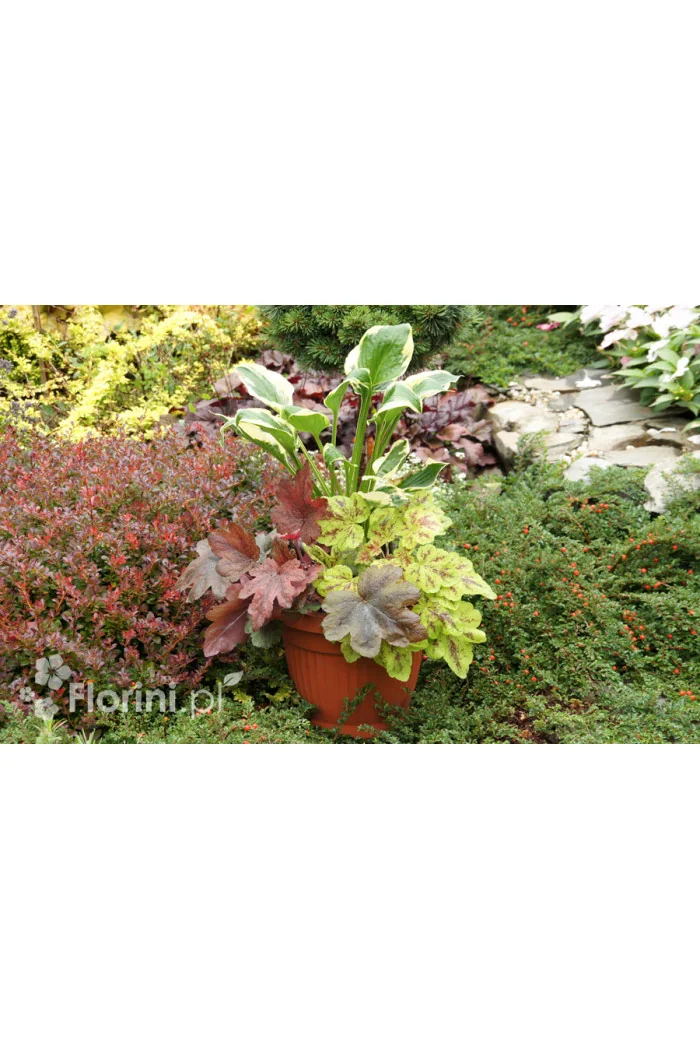 Zestaw nr 7 - kolorowy tercet