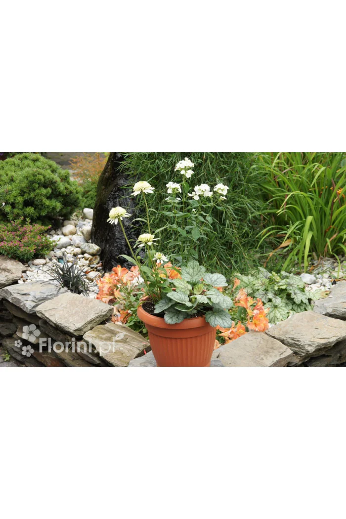 Zestaw nr 8 - ujmująca niewinność