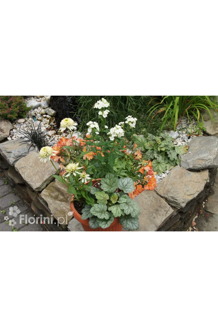 Zestaw nr 8 - ujmująca niewinność