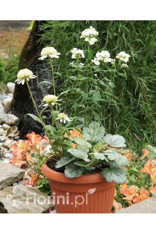 Zestaw nr 8 - ujmująca niewinność