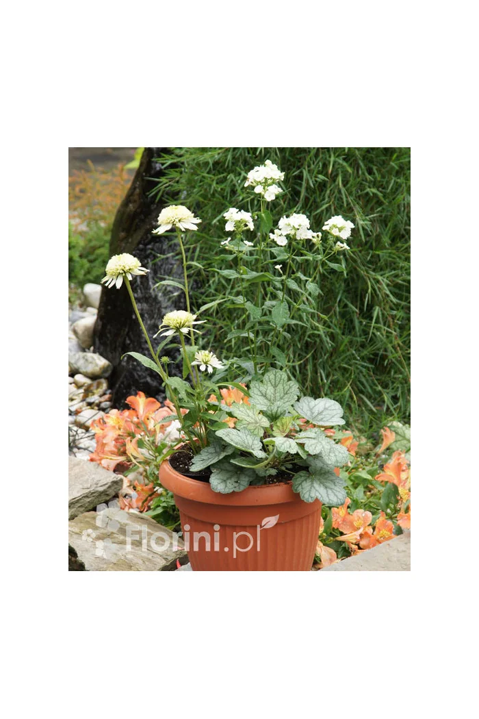 Zestaw nr 8 - ujmująca niewinność