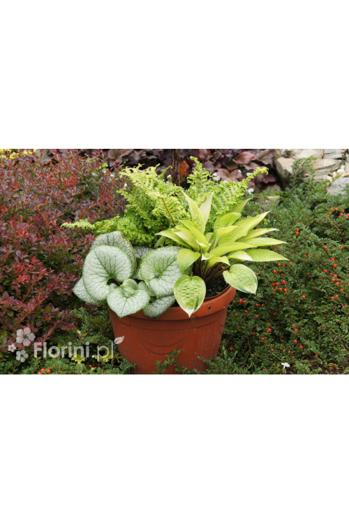 Zestaw nr 9 - królowe cienia