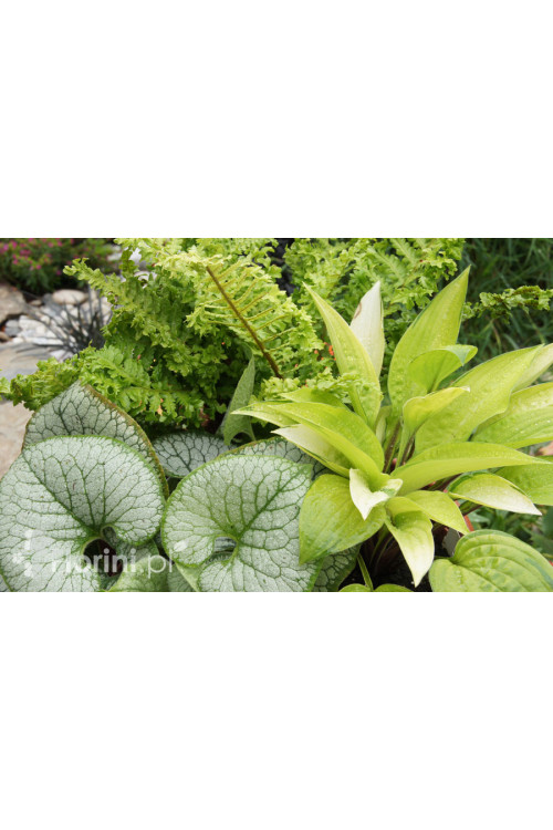 Zestaw nr 9 - królowe cienia