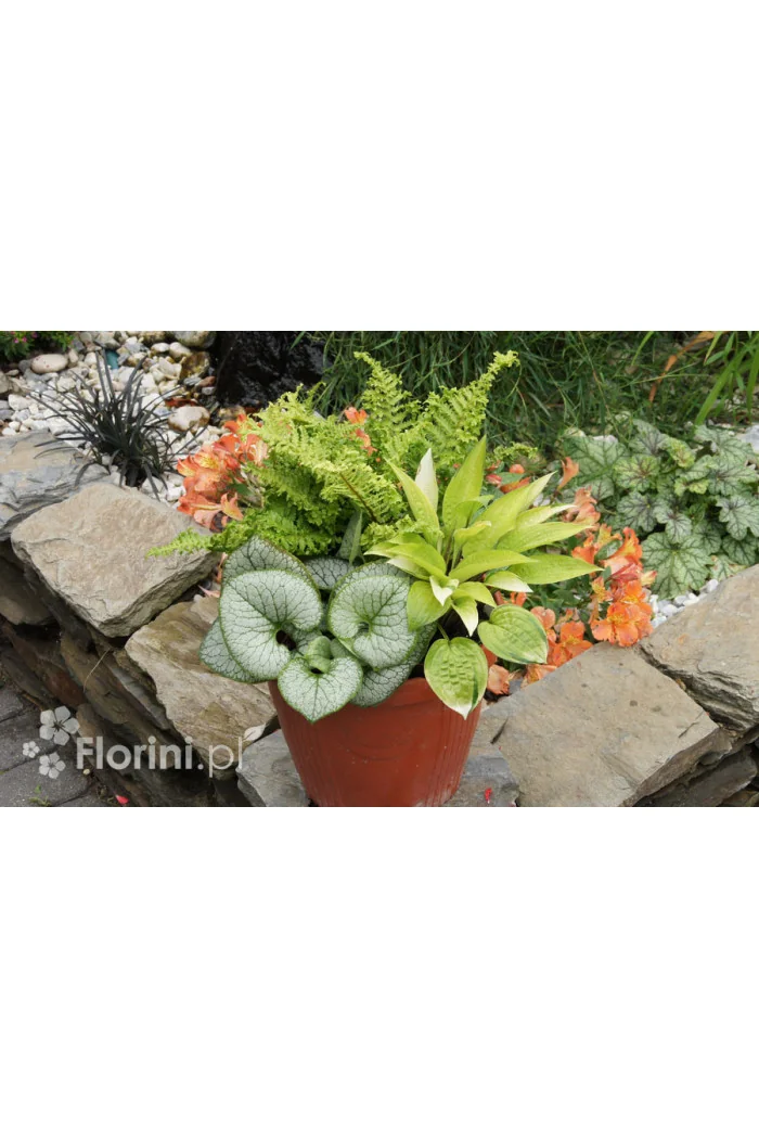 Zestaw nr 9 - królowe cienia