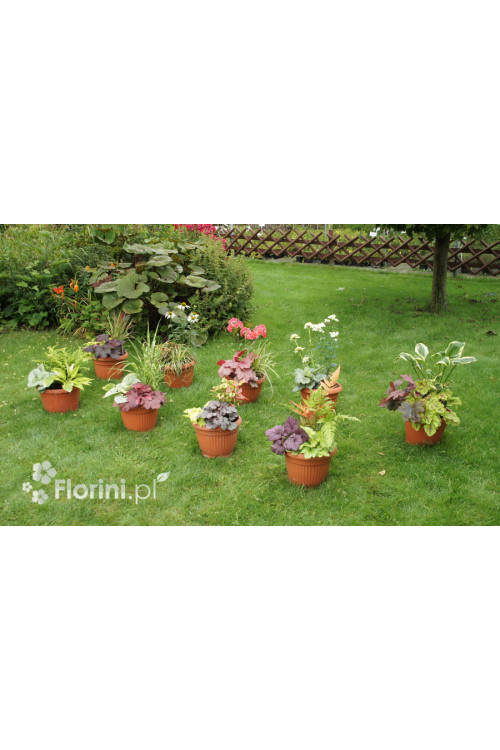 Zestaw nr 9 - królowe cienia