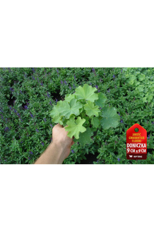 Przywrotnik ostroklapowy | Alchemilla molis