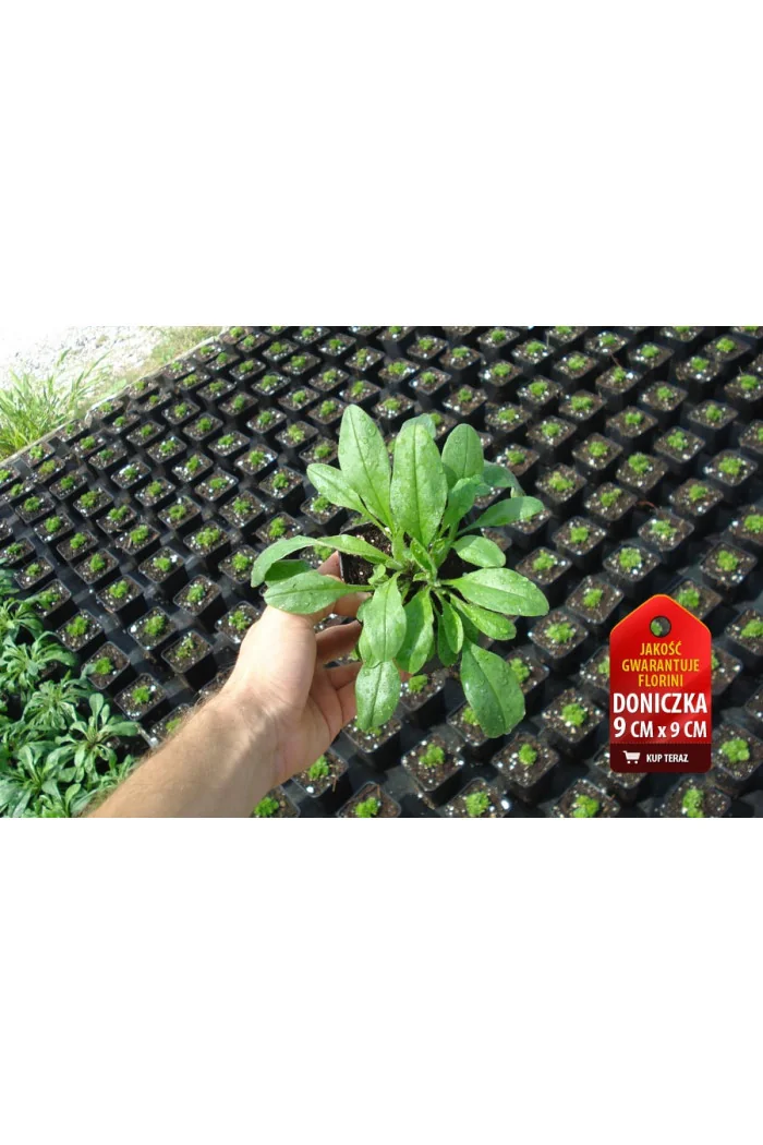 Niezapominajka Myosotis