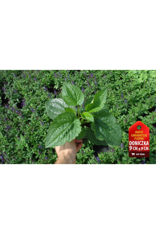 Rudbekia błyskotliwa 'Goldstrum' | Rudbeckia fulgida