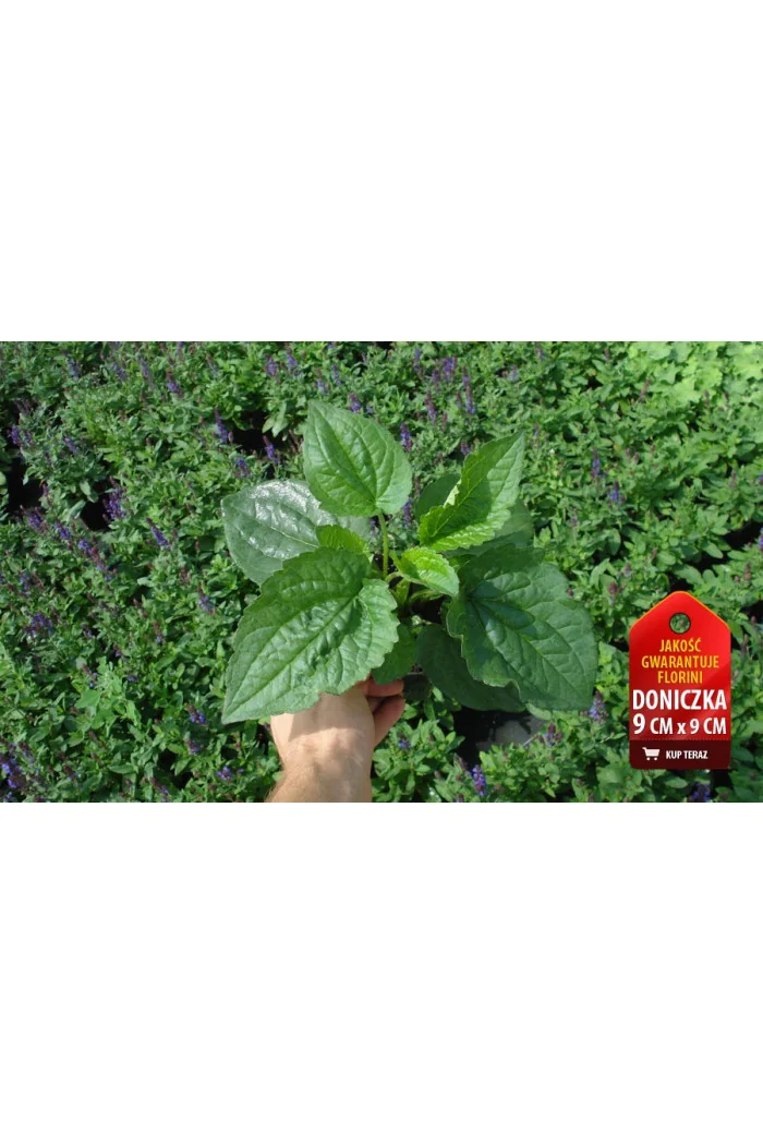 Rudbekia błyskotliwa 'Goldstrum' | Rudbeckia fulgida