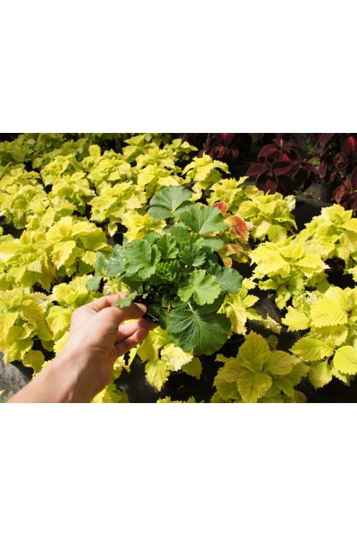 Kuklik 'Tequila Sunrise' | Geum