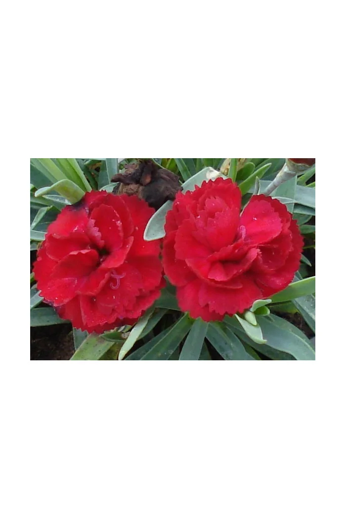 Goździk 'Rebekah' Dianthus