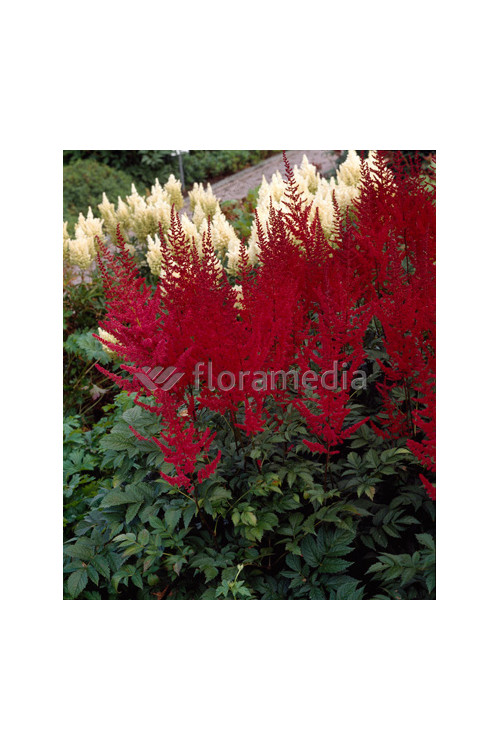 tawułka, tawułka arendsa, tawułka czerwona, tawułka fanal, astilbe