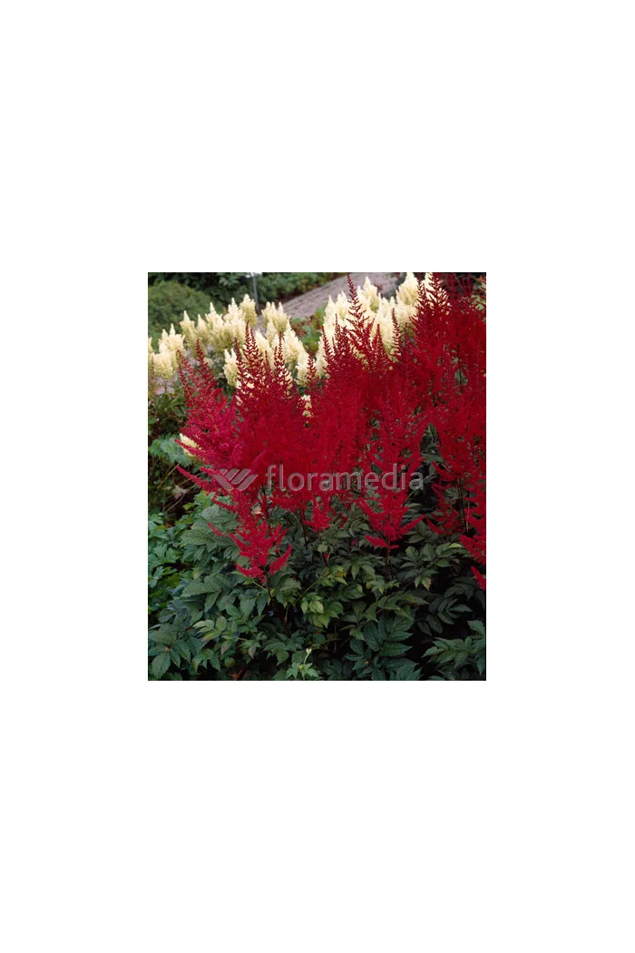 tawułka, tawułka arendsa, tawułka czerwona, tawułka fanal, astilbe