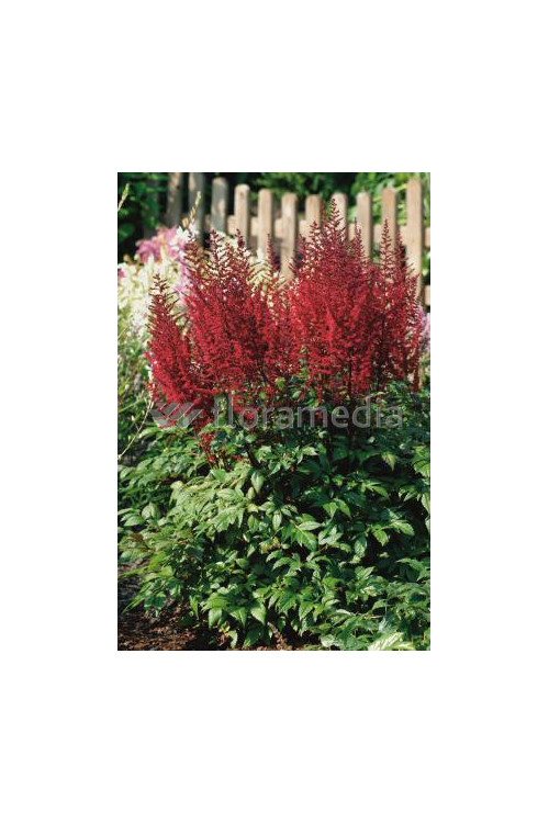 tawułka, tawułka arendsa, tawułka czerwona, tawułka fanal, astilbe