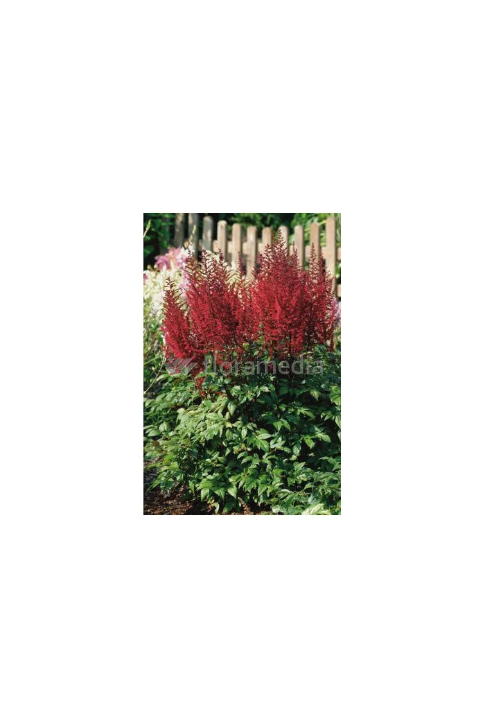 tawułka, tawułka arendsa, tawułka czerwona, tawułka fanal, astilbe