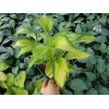 Funkia 'Super Nova' Hosta montana