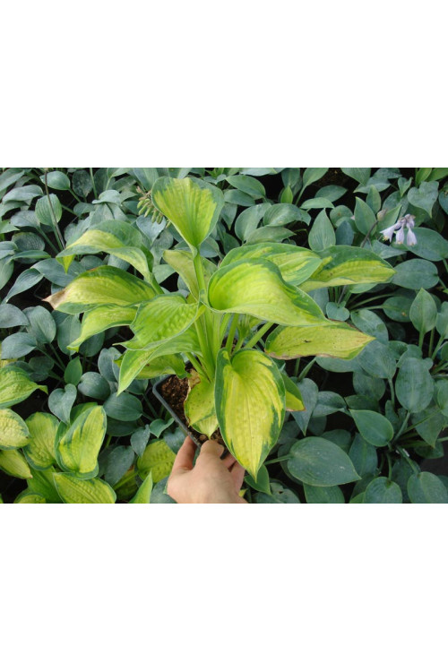 Funkia 'Super Nova' Hosta montana