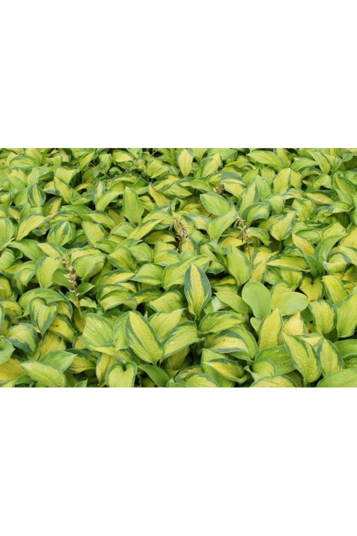 Funkia 'Super Nova' Hosta montana