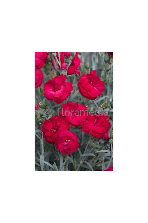 Goździk 'Rebekah' Dianthus