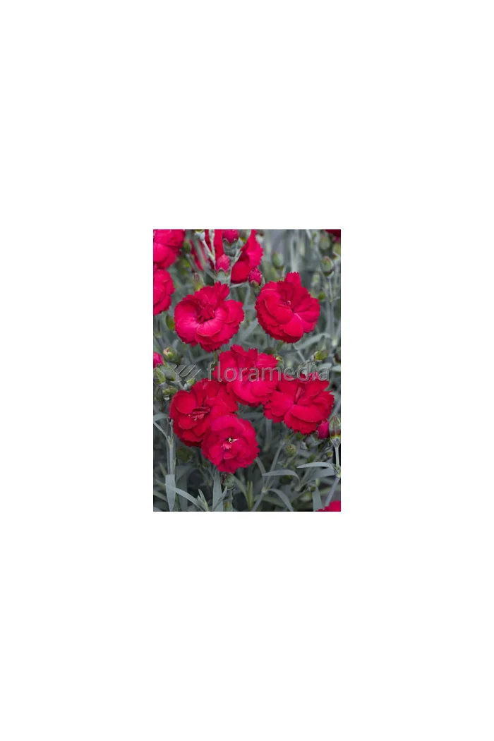 Goździk 'Rebekah' Dianthus