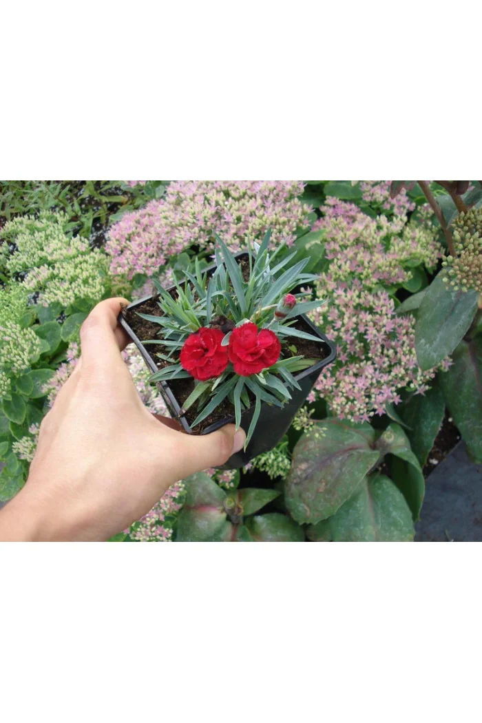 Goździk 'Rebekah' Dianthus