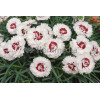 Goździk 'Coconut Sundae' Dianthus