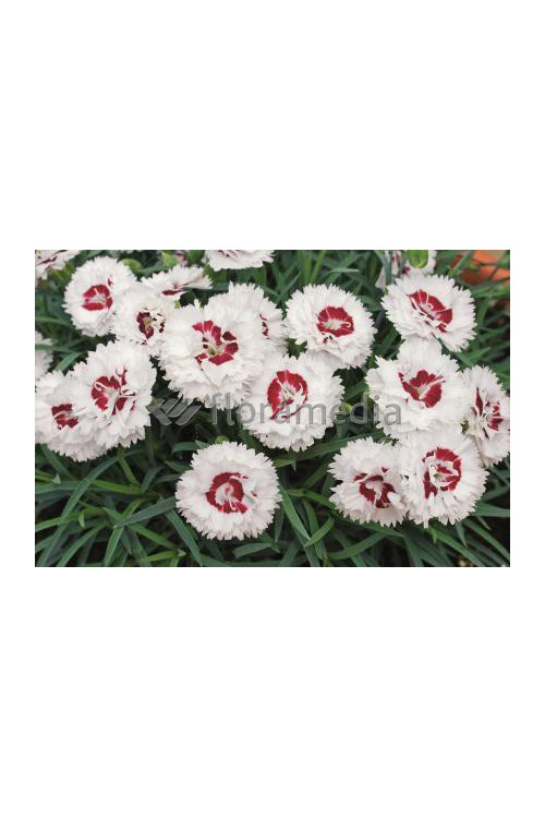 Goździk 'Coconut Sundae' Dianthus