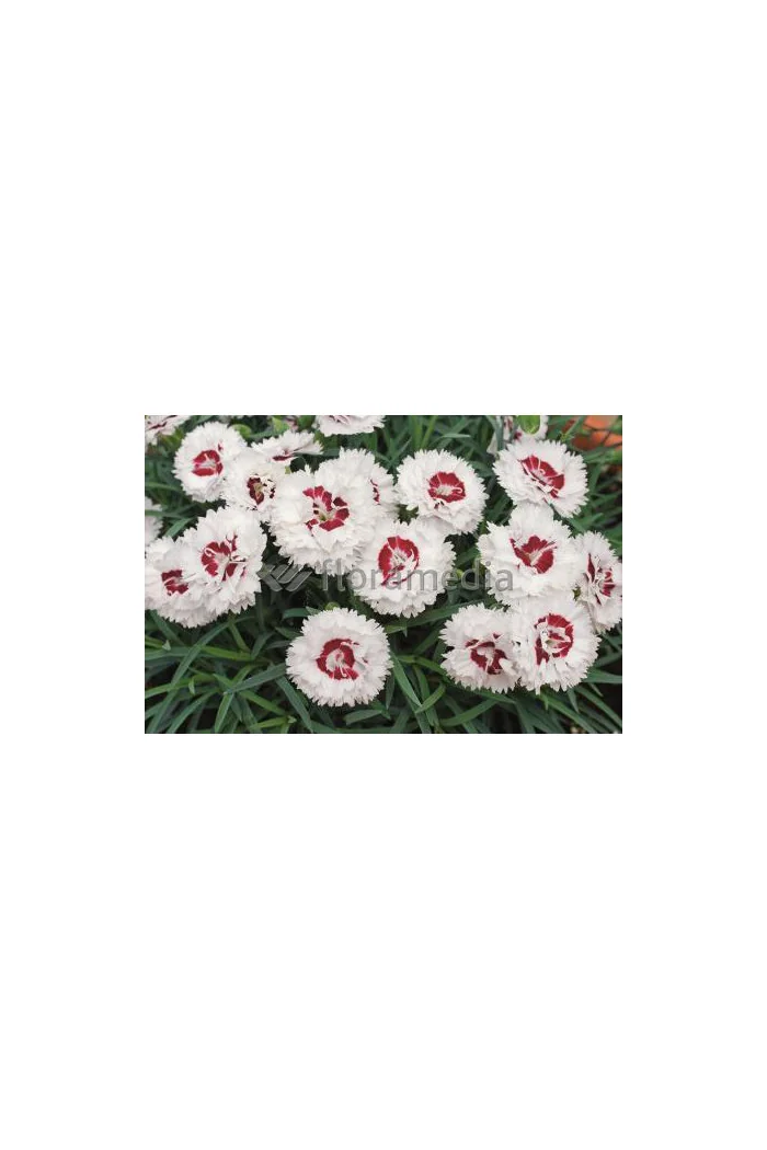 Goździk 'Coconut Sundae' Dianthus