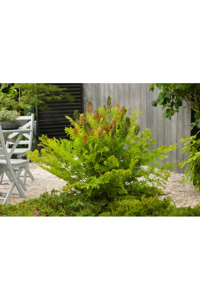 Długosz królewski 'Purpurascens' | Osmunda regalis