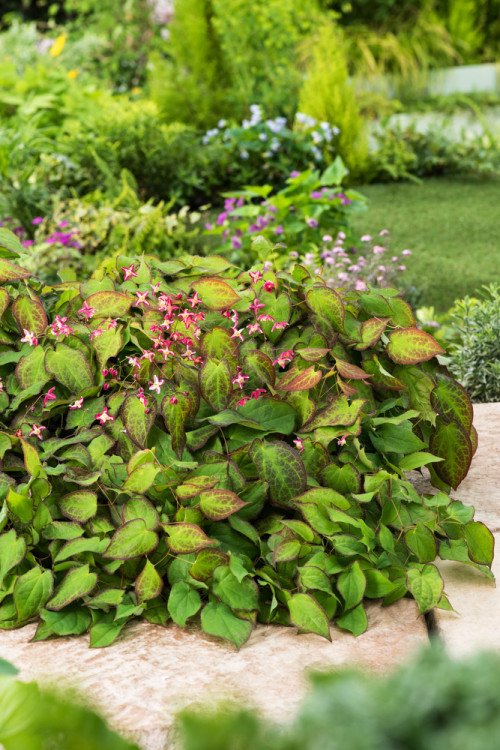 Epimedium czerwone | Epimedium rubrum