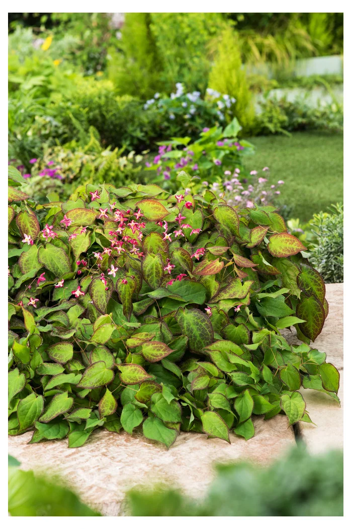 Epimedium czerwone | Epimedium rubrum