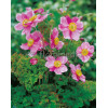 Zawilec japoński 'Crispa' Anemone hupehensis
