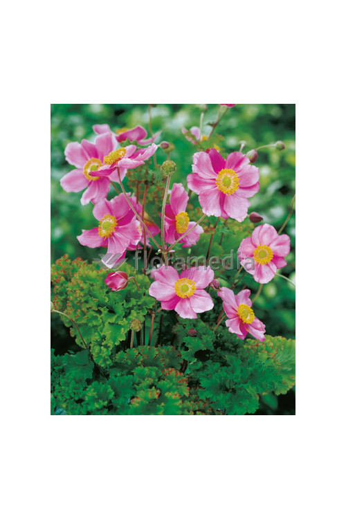 Zawilec japoński 'Crispa' Anemone hupehensis