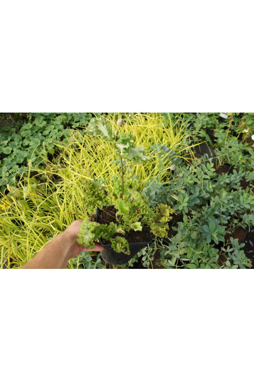 Zawilec japoński 'Crispa' Anemone hupehensis