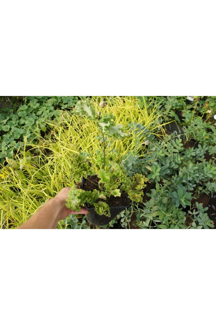 Zawilec japoński 'Crispa' Anemone hupehensis