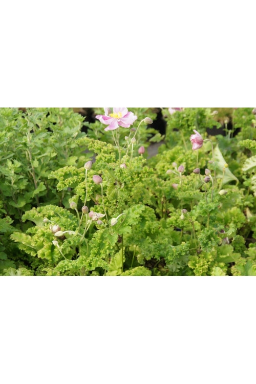 Zawilec japoński 'Crispa' Anemone hupehensis