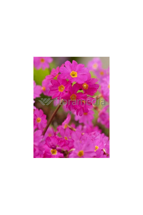 Pierwiosnek różowy 'Gigas' | Primula rosea