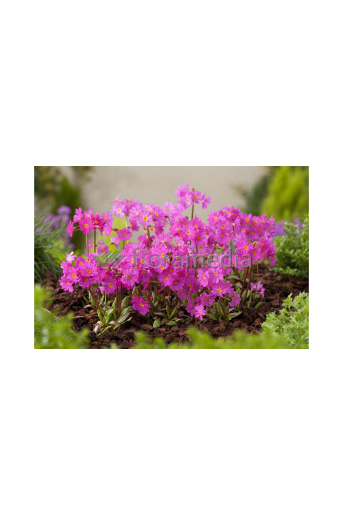 Pierwiosnek różowy 'Gigas' | Primula rosea