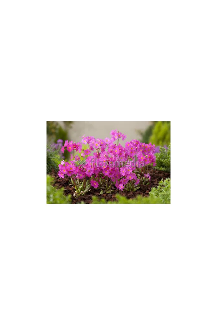 Pierwiosnek różowy 'Gigas' | Primula rosea