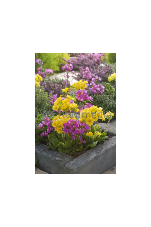 Pierwiosnek różowy 'Gigas' | Primula rosea