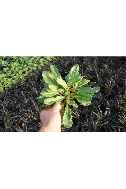 Pierwiosnek różowy 'Gigas' | Primula rosea